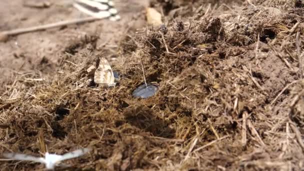 Dung Beetles Butterflies Pile Dung Tsodilo Hills Botswana — Stock Video