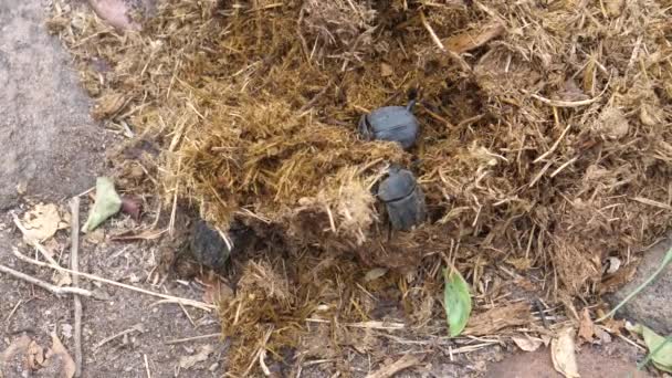 Dung Beetles Pile Dung Tsodilo Hills Botswana — Stock Video
