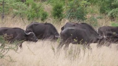 Afrika bufalo sürüsü Namibya 'daki Bwabwata Ulusal Parkı' ndan geçiyor.