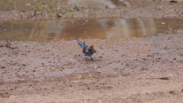 大きな縞模様のツバメの種を食べて飛び去る — ストック動画