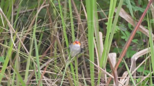 Orange Cheeked Waxbill Eating Seeds Plant — Stock Video