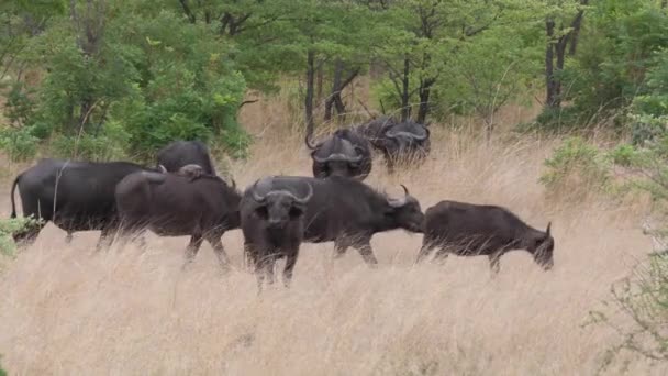 Stado Bawołów Afrykańskich Parku Narodowym Bwabwata Namibia — Wideo stockowe