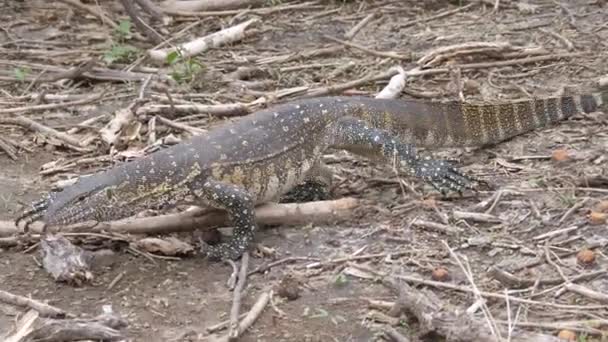 Nil Gözlemcisi Bwabwata Ulusal Parkı Namibya Yiyecek Arıyor — Stok video