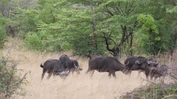 Стадо Африканских Бизонов Национальном Парке Бвабвата Намибия — стоковое видео