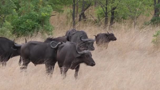 Afrikai Bölénycsorda Bwabwata Nemzeti Parkban Namíbiában — Stock videók