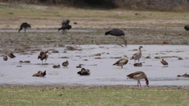 Mısır kazı, ördekler ve leylekler Bwabwata Ulusal Parkı, Namibya