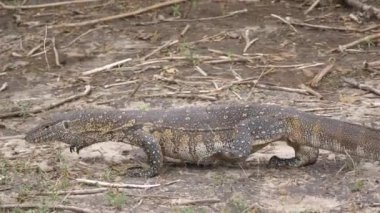 Nil gözlemcisi Bwabwata Ulusal Parkı, Namibya 'da dolaşıyor
