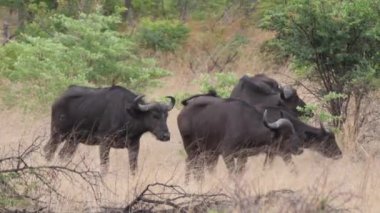 Bwabwata Ulusal Parkı, Namibya 'da Afrikalı bufalo sürüsü