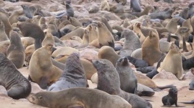 Namibya 'daki Cape Cross Seal Reserve' de deniz aslanı kolonisi.