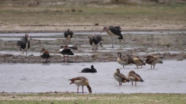 Ganso Egipcio Patos Cigüeñas Parque Nacional Bwabwata Namibia — Vídeos de Stock