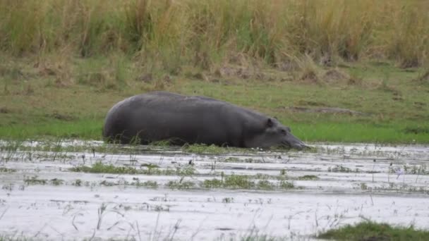 Hipona Camina Lentamente Hacia Lago Parque Nacional Bwabwata Namibia — Vídeo de stock