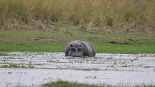 Hipopótamo Pastando Lago Parque Nacional Bwabwata Namibia — Vídeos de Stock