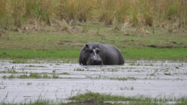 Hipopótamo Pastando Lago Parque Nacional Bwabwata Namibia — Vídeo de stock