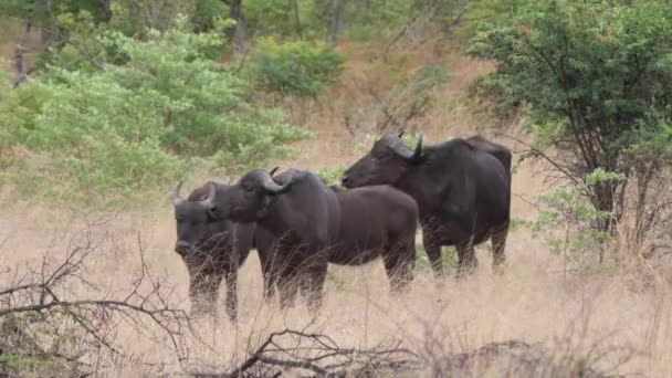 Стадо Африканских Бизонов Национальном Парке Бвабвата Намибия — стоковое видео