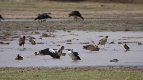 Gęś Egipska Kaczka Kulawa Parku Narodowym Bwabwata Namibia — Wideo stockowe