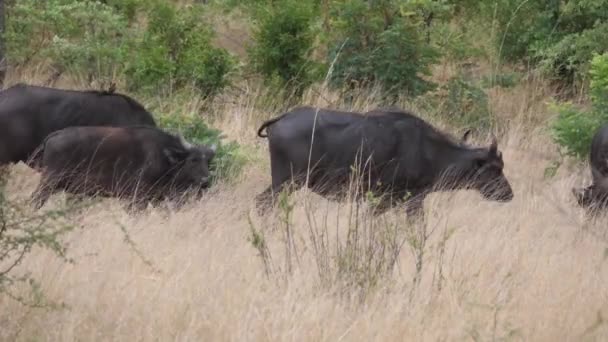 Troupeau Buffles Africains Parc National Bwabwata Namibie — Video