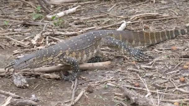 Nilwarane Auf Nahrungssuche Bwabwata Nationalpark Namibia — Stockvideo