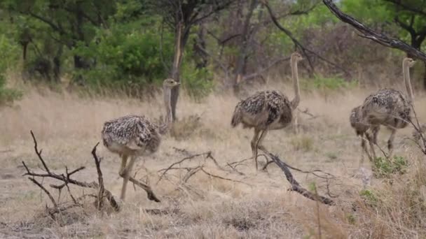 Rodzina Struś Spacerująca Krzakach Parku Narodowym Bwabwata Namibia — Wideo stockowe