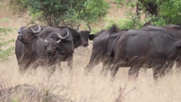 Afrikanische Büffelherde Bwabwata Nationalpark Namibia — Stockvideo