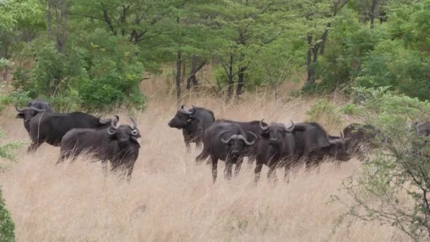 ナミビアのBwabwata国立公園でアフリカの水牛の群れ — ストック動画