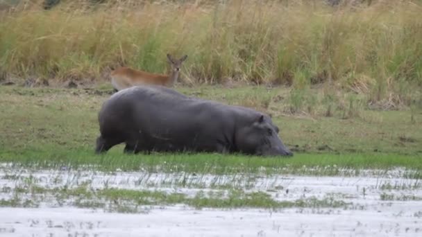 Hippo Entre Lentement Dans Lac Parc National Bwabwata Namibie — Video