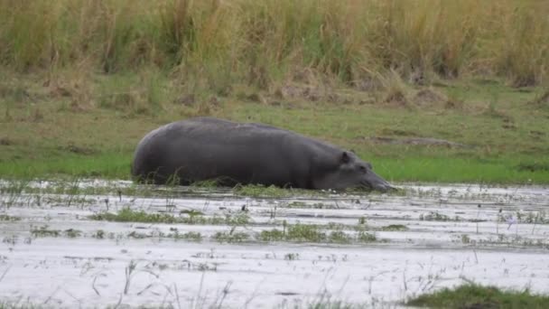 Hipopopotam Powoli Wchodzi Jeziora Parku Narodowym Bwabwata Namibia — Wideo stockowe