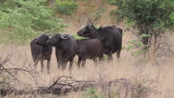 Manada Búfalos Africanos Parque Nacional Bwabwata Namíbia — Vídeo de Stock