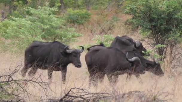 Hjord Afrikanska Bufflar Bwabwata Nationalpark Namibia — Stockvideo