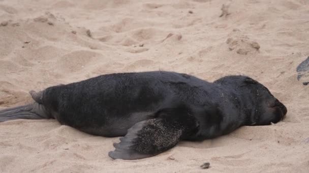 在纳米比亚海角十字海豹保护区海滩休息的海狮幼崽 — 图库视频影像