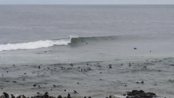 Colonia Leoni Marini Sulla Costa Cape Cross Seal Reserve Namibia — Video Stock