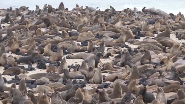 Seelöwenkolonie Der Küste Des Cape Cross Seal Reserve Namibia — Stockvideo