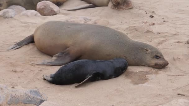 Lew Morski Jego Szczenię Śpiące Plaży Rezerwacie Cape Cross Seal — Wideo stockowe