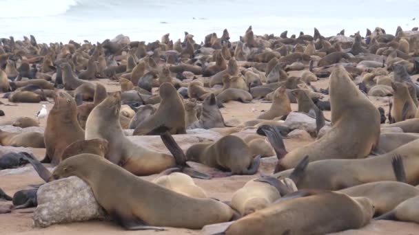 Colônia Leões Marinhos Costa Reserva Selos Cruz Cabo Namíbia — Vídeo de Stock