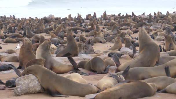 Colonie d'otaries sur la côte de la réserve de phoques Cape Cross en Namibie 
