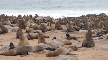 Namibya 'daki Cape Cross Fok Koruma Alanı kıyısında deniz aslanı kolonisi.