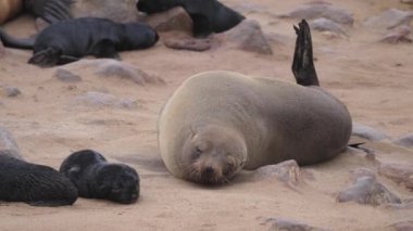 Namibya 'daki Cape Cross Seal Reserve' de vücudunu tırmalayan deniz aslanı.