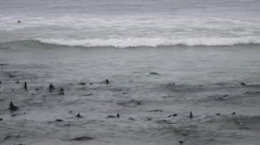 Deniz aslanı kolonisi, Namibya 'daki Cape Cross Fok Koruma Alanı kıyısında.