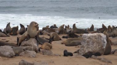 Deniz aslanı kolonisi Namibya 'da Cape Cross Seal Reserve' in kayalıklarında.