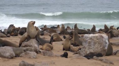 Deniz aslanı kolonisi Namibya 'da Cape Cross Seal Reserve' in kayalıklarında.