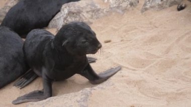 Namibya 'daki Cape Cross Fok Barajı sahilinde deniz aslanı yavruları