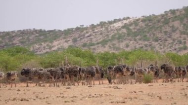 Namibya 'da Etanga çevresinde otlayan devekuşu sürüsü