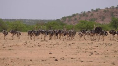 Namibya 'da Etanga çevresinde otlayan devekuşu sürüsü