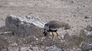 Güney siyah Koreli Etosha Ulusal Parkı, Namibya 'daki bir bitkiden yemek yiyor.