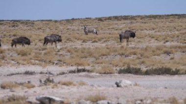 Namibya 'daki Etosha Ulusal Parkı' nda kuru bir ovada antilop sürüsü.