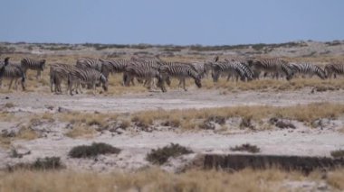 Zebra sürüsü, Namibya 'daki Etosha Ulusal Parkı' nda kuru bir ovada.