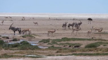Gemsbok sürüsü, antilop ve Namibya 'daki Etosha Ulusal Parkı' nda kuru bir savanada devekuşu.