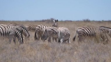 Zebra sürüsü, Namibya 'daki Etosha Ulusal Parkı' nda kuru bir ovada.