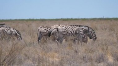 Zebra sürüsü Namibya 'daki Etosha Ulusal Parkı' nda kuru bir ovada otluyor.