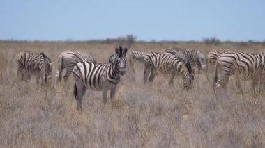 Zebra sürüsü, Namibya 'daki Etosha Ulusal Parkı' nda kuru bir ovada.