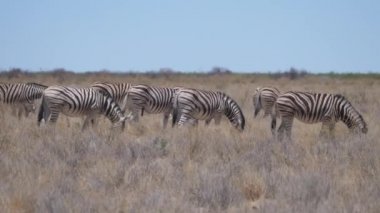 Zebra sürüsü Namibya 'daki Etosha Ulusal Parkı' nda kuru bir ovada otluyor.